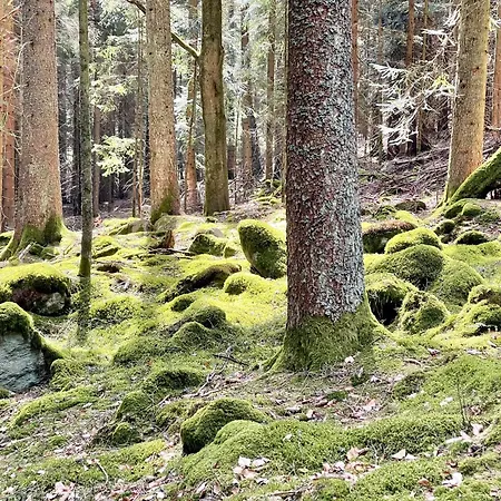 Birke Hébergement de vacances Bischofsmais